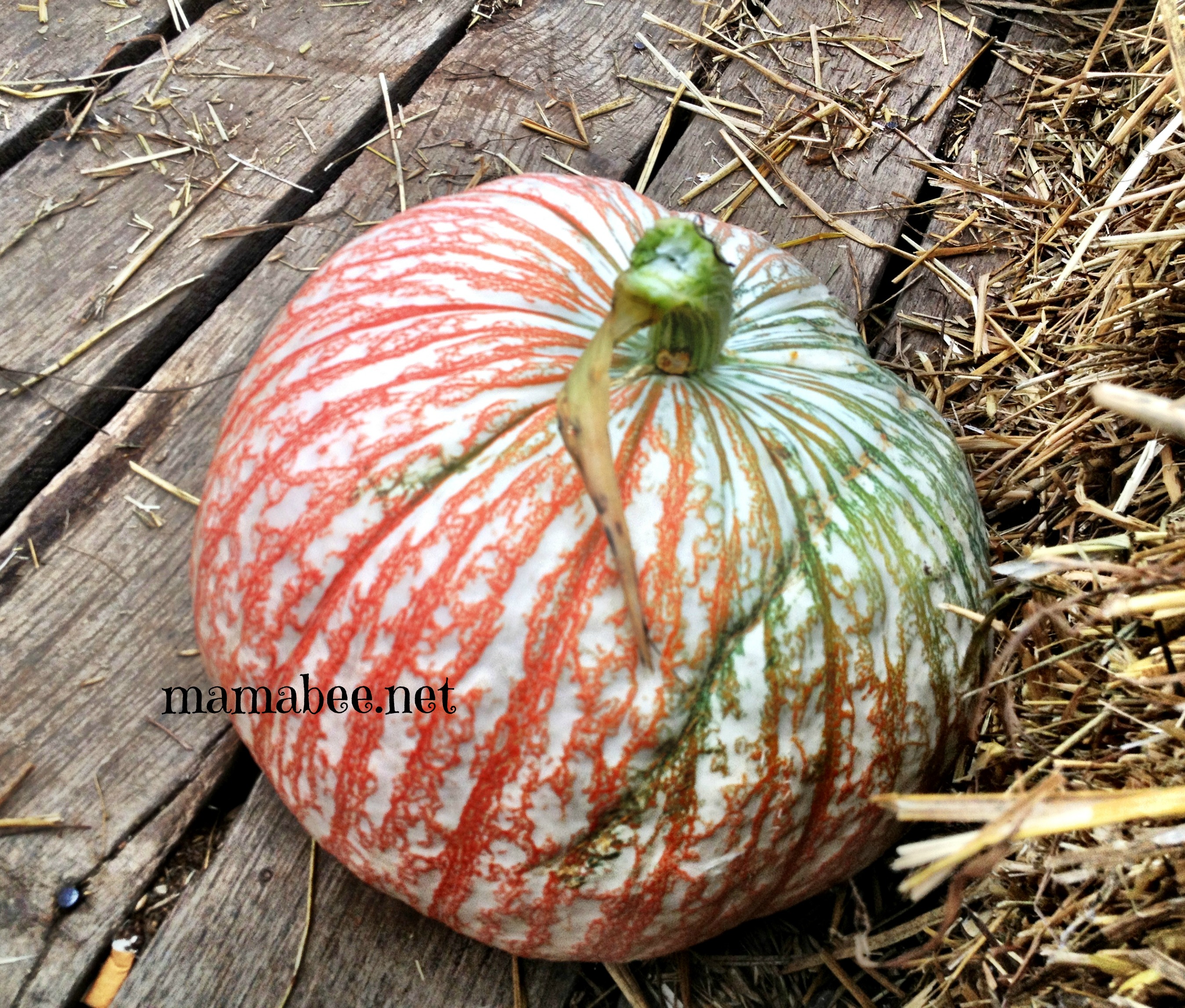 "fall family fun Lynchburg VA area corn maze pumpkin patch farm"
