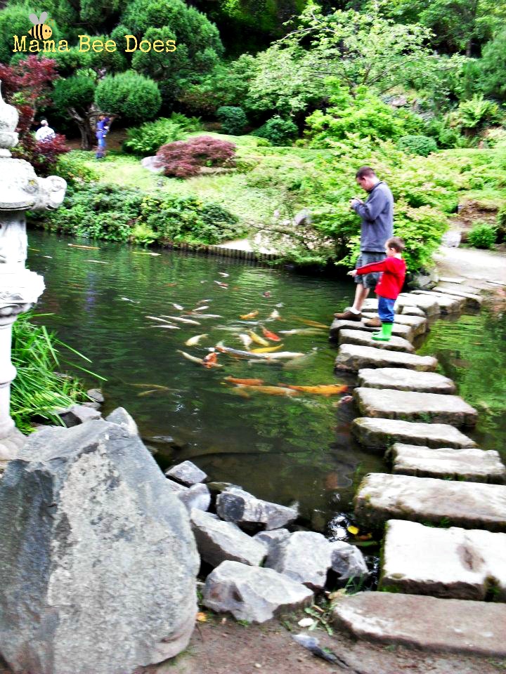 Germany koi pond